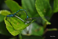 /album/naturailes/coenagrion-puella-jpg/